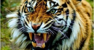 कुमाऊं से बड़ी खबर: बाघ ने शख्स को मार डाला, शव की हालत देख कांप गई लोगों की रूह