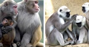 Monkey