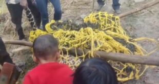 बेहोश पड़ा मिला गुलदार, वन विभाग ने किया रेस्क्यू