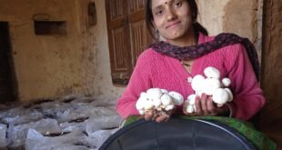 हंस आजीविका परियोजना: मशरूम उत्पादन से किसानों की आर्थिक स्थिति हुई मजबूत, प्रोजेक्ट में ये गांव हैं शामिल