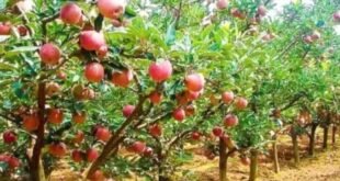 अल्मोड़ा में सेब की बागवानी को बढ़ावा, 5 एकड़ में स्थापित होंगे सेब के नए उद्यान, 60 फीसदी तक मिलेगा अनुदान