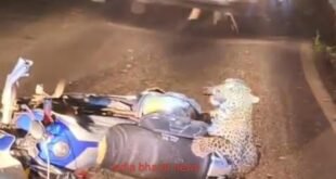 Big breaking: चलती बाइक से टकराकर फंसा तेंदुआ, चालक ने दुकान में घुसकर बचाई जान