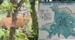 पहाड़ चढ़ा बाघ! बिनसर में फिर दिखी बाघ की मूवमेंट, नजदीकी गांवों में बढ़ी दहशत